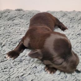 Havanese Puppies from Patriot Pups