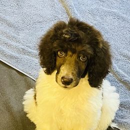 Goldendoodle Puppies from Labradoodleday