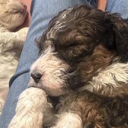 Bernedoodles from Martha’s Vineyard Bernedoodles