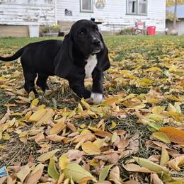Sunfyre - Black and white female Basset Hound puppy in Valley, Washington from Enchanted Valley Paws