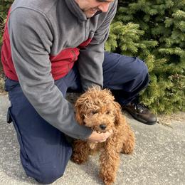 Kenya - Goldendoodle