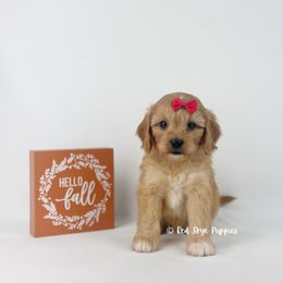 Kenai (Red Collar) - Red male Cavapoo puppy in Republic, Missouri from Red Skye Puppies