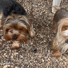 Yorkshire Terriers from Forest Yorkies