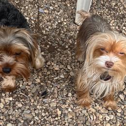 Yorkshire Terriers from Forest Yorkies