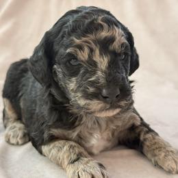 Cheyenne - Merle female Goldendoodle puppy in Saint Louis, Missouri from Jax Doodles