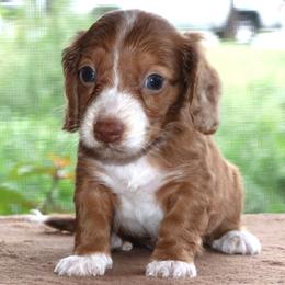 Marvin Purebred DNA Tested Parents Health Certified Family Raised - Dapple male Dachshund puppy in Haines City, Florida from Divine Poodle Paradise Standard Poodles & Divine Dachshunds