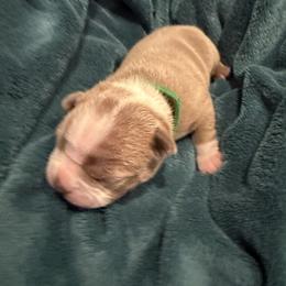 Birch - Lilac male Boston Terrier puppy in Monroe, Washington from Nordkyn Boston Terriers