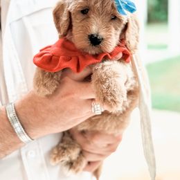 Bernedoodle and Goldendoodle Puppies from Supreme Doodles of Texas