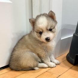 Finn - Wolf sable male Pomsky puppy in Doon, Iowa from Luxury Pomsky