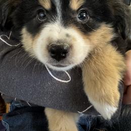 Mickey - Black tri male Toy Australian Shepherd puppy in Menan, Idaho from Teton Toy Aussies