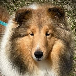 Sissy - Shetland Sheepdog