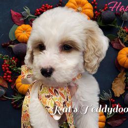 Girl 3 - Red Bernedoodle puppy in Schertz, Texas from Kat's Teddydoodles