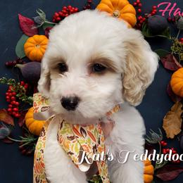 Girl 3 - Red Bernedoodle puppy in Schertz, Texas from Kat's Teddydoodles