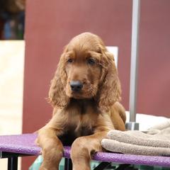 Irish Setter Puppies from Kilkieran Kennels and farm