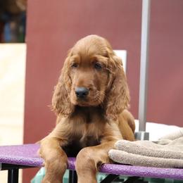 Irish Setter Puppies from Kilkieran Kennels and farm