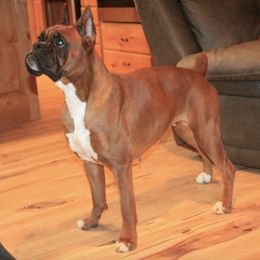 Boxers and Bulldogs from Fallen Timbers Bulldogs