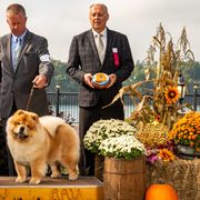 Chow Chow from Chuan Qi Chows