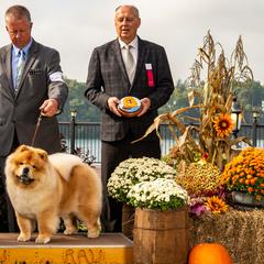 Chow Chow from Chuan Qi Chows