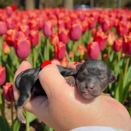 Tawny - Black and tan female Yorkshire Terrier puppy in Midland, Texas from Southern Yorkie Pies