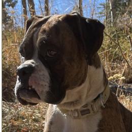 Chi Chi - Boxer