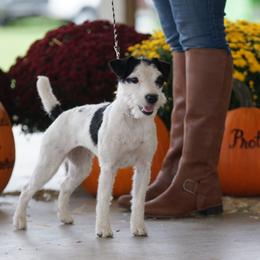 Gatlin - Jack Russell Terrier