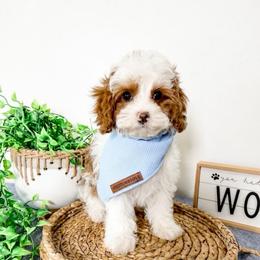 Cosmo - Blenheim male Cavapoo puppy in Pleasant Grove, Utah from Destination Doodles