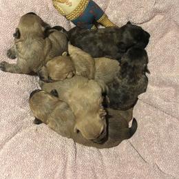 Cairn Terrier Puppies from Debra Soutar