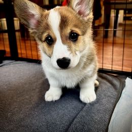 Pembroke Welsh Corgi Puppies from Ok hear me out. Corgis