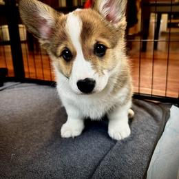 Pembroke Welsh Corgi Puppies from Ok hear me out. Corgis