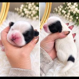 Frankie - Black and white female Shih Tzu puppy in Gilbert, Arizona from Shih Tzus of Gilbert