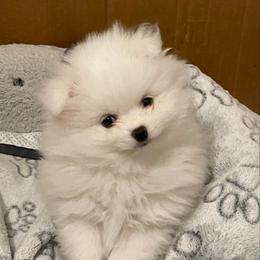 Flurry - White male Pomeranian puppy in Titus, Alabama from Harmony Pomeranians