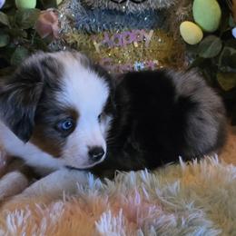Bluey - Blue merle male Miniature Australian Shepherd puppy in Ola, Arkansas from Peaceful Acres