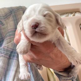 Fawn - Buff and white female Cockapoo puppy in Sewell, New Jersey from Della Luna Cocker Spaniels and Cockapoo Puppies