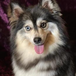 Brin - Pomsky