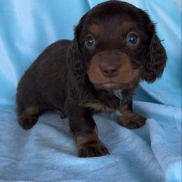 Chocolate drop - Chocolate and tan male Dachshund puppy in Hawley, Texas from Foxy’s Dachshunds & Toy Aussies