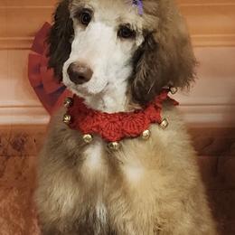 Poodles from Vanderpool Pups
