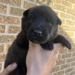 Belgian Malinois Puppies from Noordkust Malinois