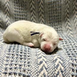 Purple - White female Berger Blanc Suisse puppy in West Alexandria, Ohio from Twisted Acres