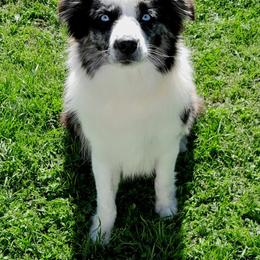 Ashe - Blue merle female Miniature Australian Shepherd puppy in Muskogee, Oklahoma from Tagalong Lane Australian shepherds