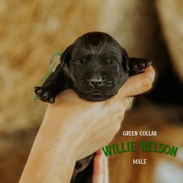 Labrador Retriever Puppies from Parsons Farmstead Retrievers