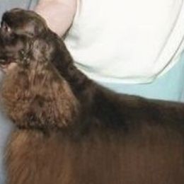 Cocker Spaniels and Poodles from Artep Toy Poodles and Cocker Spaniels