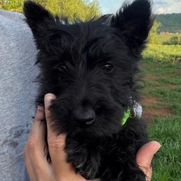 Boy 2-Lt Green - Black male Scottish Terrier puppy in Nickelsville, Virginia from Pecan Creek