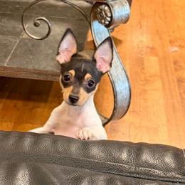 Boy 1 - White black and tan male Toy Fox Terrier puppy in Wayne, Oklahoma from FritzFox Toy Fox Terriers