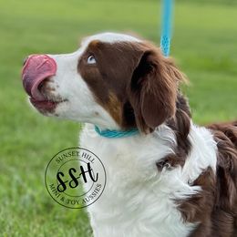Nan - Miniature Australian Shepherd