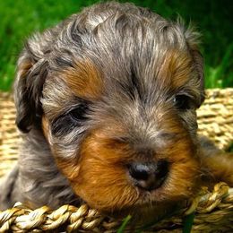 Aussiedoodles, Goldendoodles, and Miniature Australian Shepherds from Burton's Precious Doodles