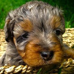Aussiedoodles, Goldendoodles, and Miniature Australian Shepherds from Burton's Precious Doodles