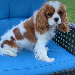 Harper - Cavalier King Charles Spaniel