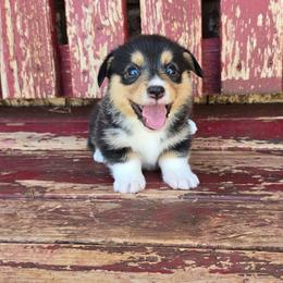 Evie - Black and tan female Pembroke Welsh Corgi puppy in Anton, Texas from X Bar's Lil Legs of Texas