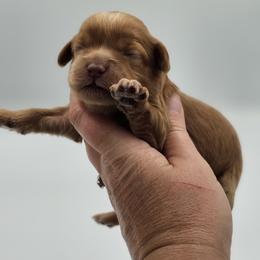 Yellow Female - Buff and white female Cockapoo puppy in Mocksville, North Carolina from Hunting Creek Farm & Kennel