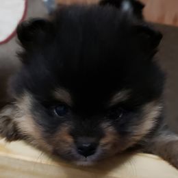 Pomeranian Puppies from JeweledPoms